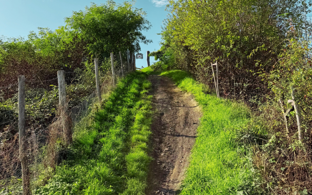 Waldweg während der MTB-Discovery-Ausfahrt am 27. September 2026